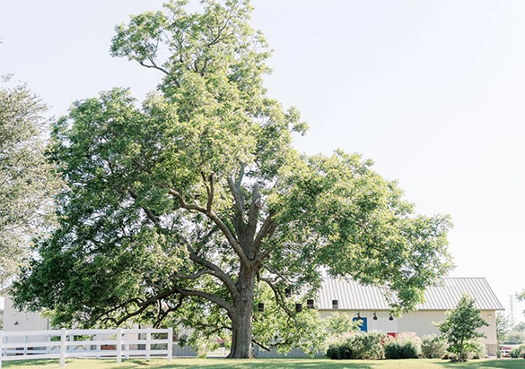 Photo of a large oak tree with a building with a Texas flag painting on the side.