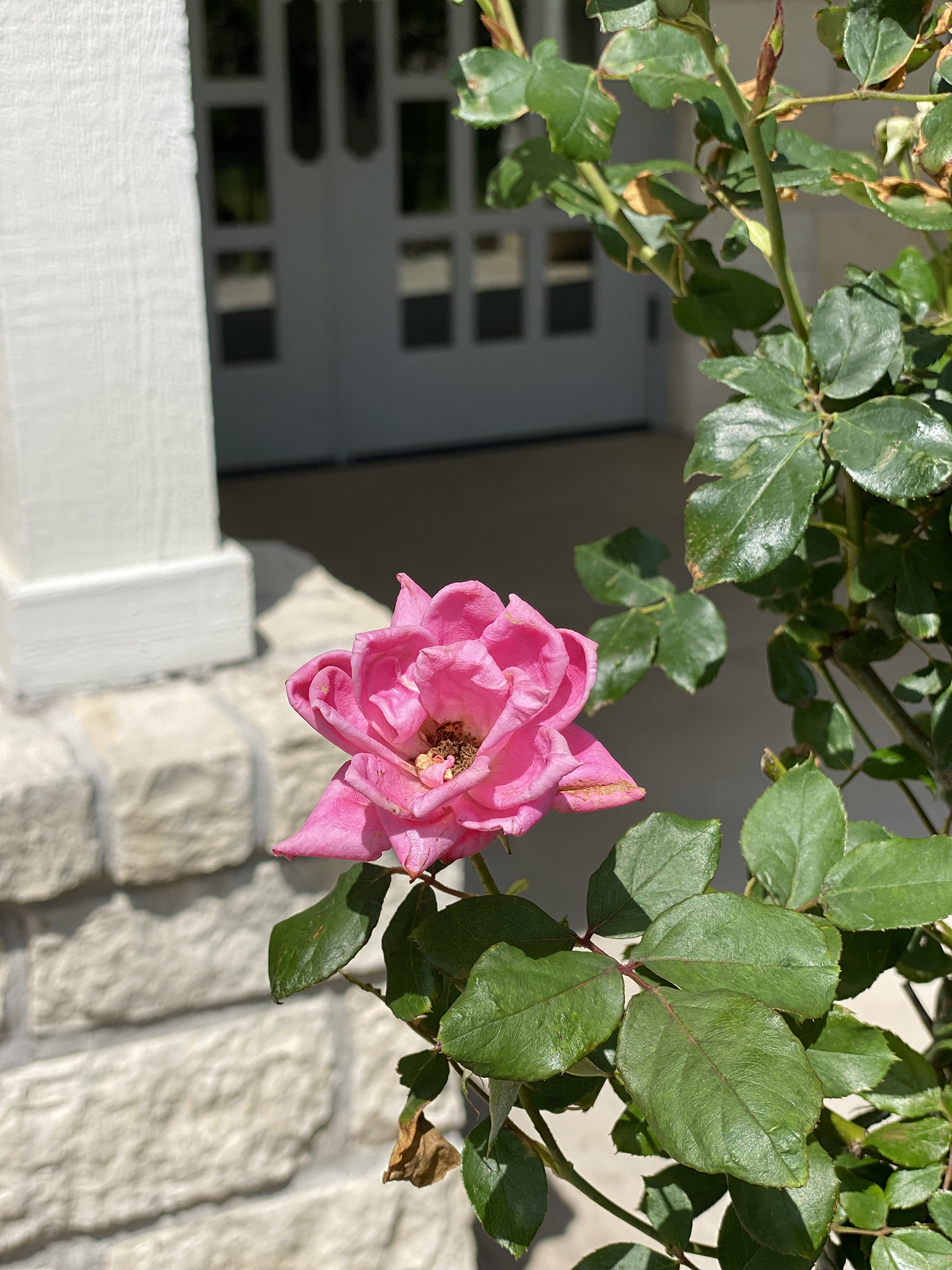 Single Pink Rose on a bush